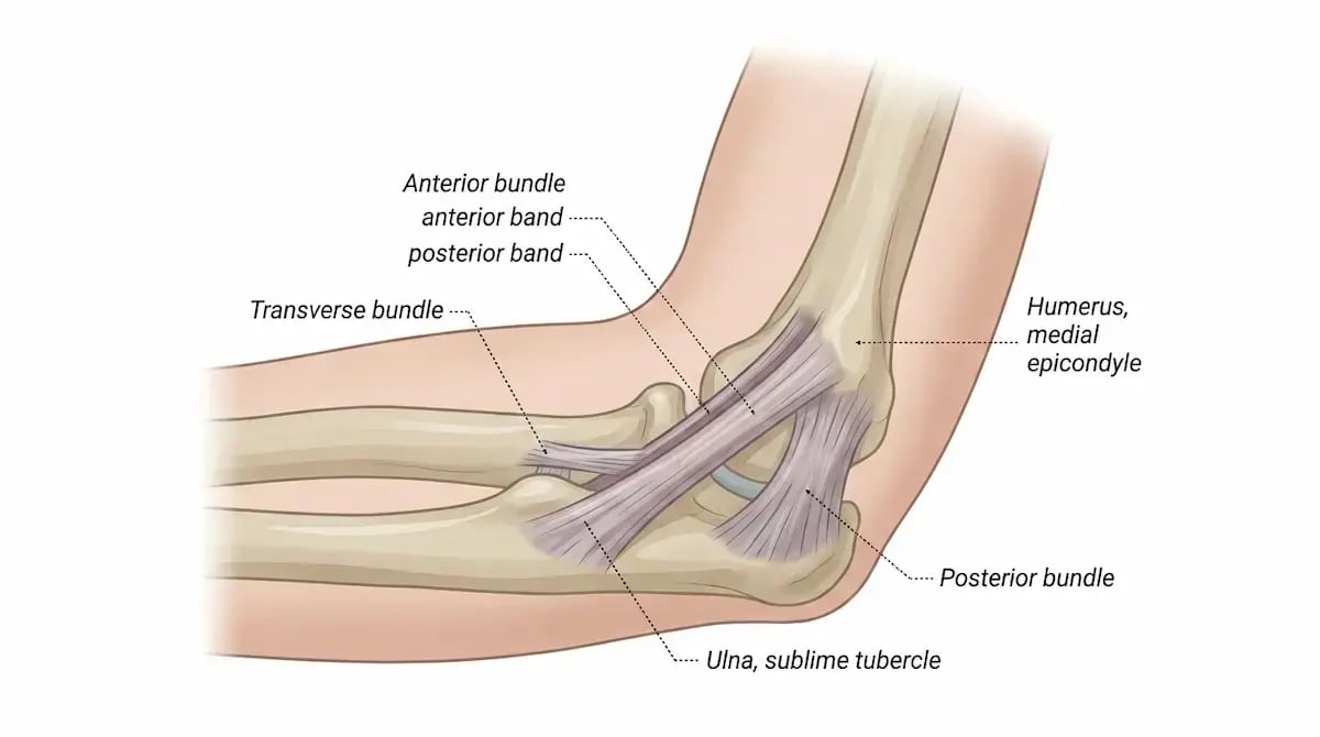 Diagram of three UCL bands of the elbow, ulnar collateral ligament, Denver baseball PT Diagram of three UCL bands of the elbow, ulnar collateral ligament, Denver baseball PT