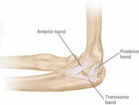 Anatomy diagram showing the UCL inside a baseball pitcher's elbow, used in Denver UCL rehab education